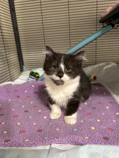 LYDIA - Domestic Short Hair available for adoption