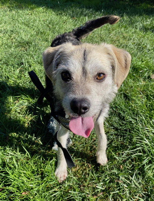 SPRUCE - Terrier available for adoption