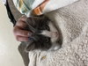 Odysseus - Photo 2