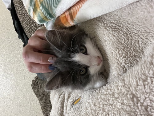 ODYSSEUS - Domestic Long Hair available for adoption