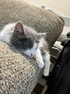 Odysseus - Photo 4
