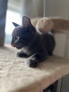 Ares - Photo 2