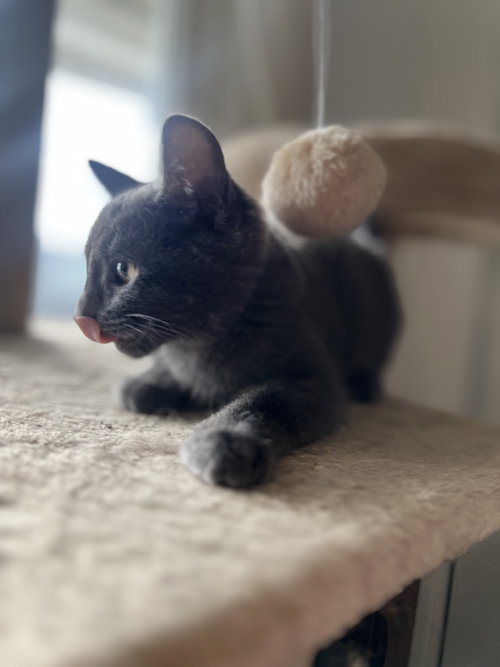 ARES - Domestic Short Hair available for adoption