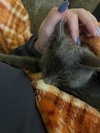 Ares - Photo 4