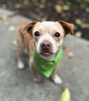 Buddy the Elf - Photo 1