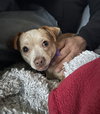 Buddy the Elf - Photo 2