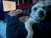 Buddy the Elf - Photo 4