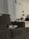 Spot - Photo 4