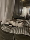 Spotty - Photo 3