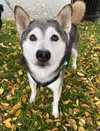 Kodi - Photo 4