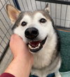 Kodi - Photo 1