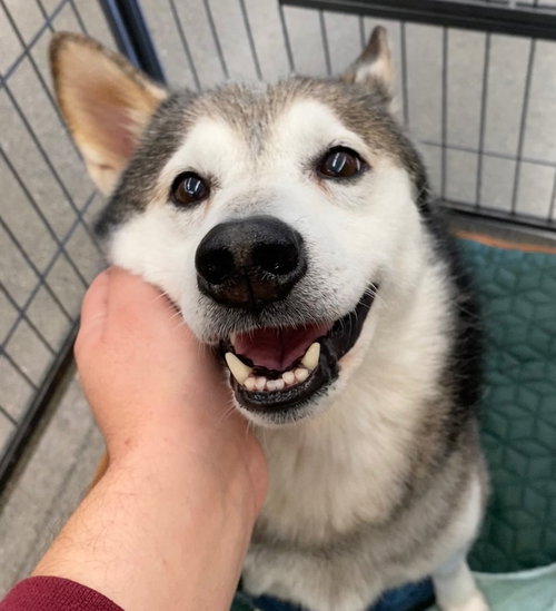 picture of the dog needing adoption