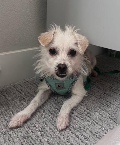 BISCUIT - Terrier available for adoption