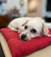 Biscuit - Photo 2