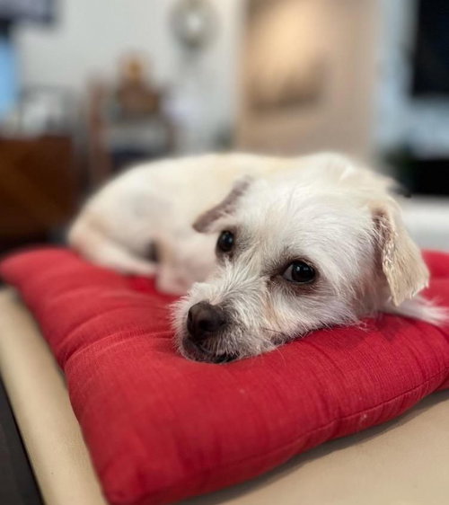 BISCUIT - Terrier available for adoption
