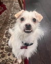 Biscuit - Photo 3