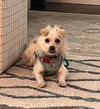 Biscuit - Photo 4
