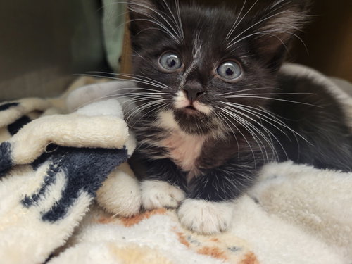 LARK - Domestic Short Hair available for adoption