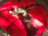 Lark - Photo 2