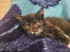 Lark - Photo 3