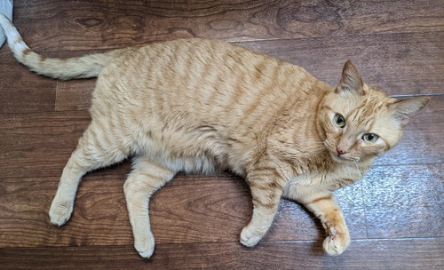 FRED + GEORGE - Domestic Short Hair available for adoption