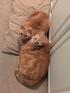 George + Fred - Photo 4