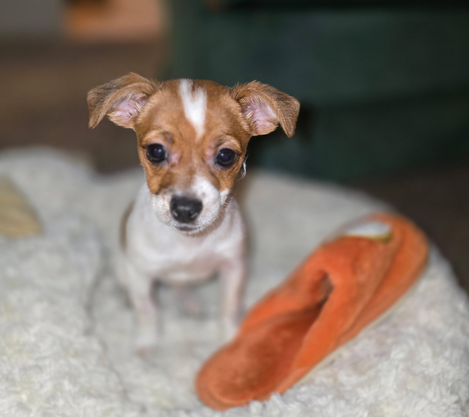 Tater Tot Image
