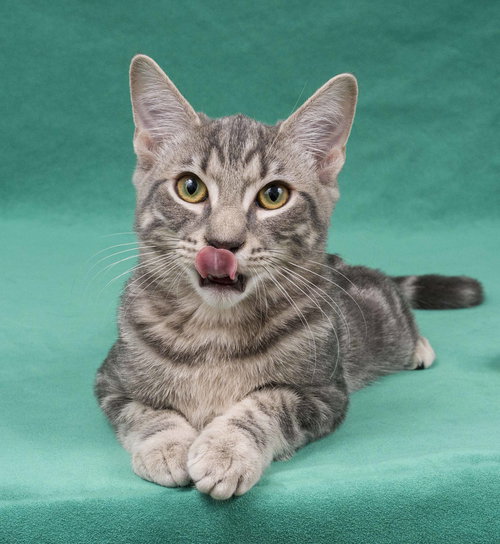 picture of the cat needing adoption
