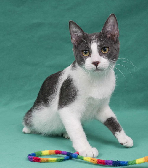 picture of the cat needing adoption