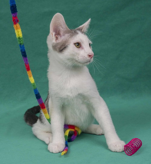 picture of the cat needing adoption