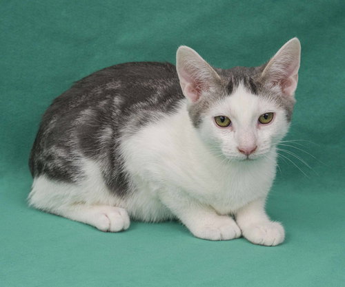 picture of the cat needing adoption