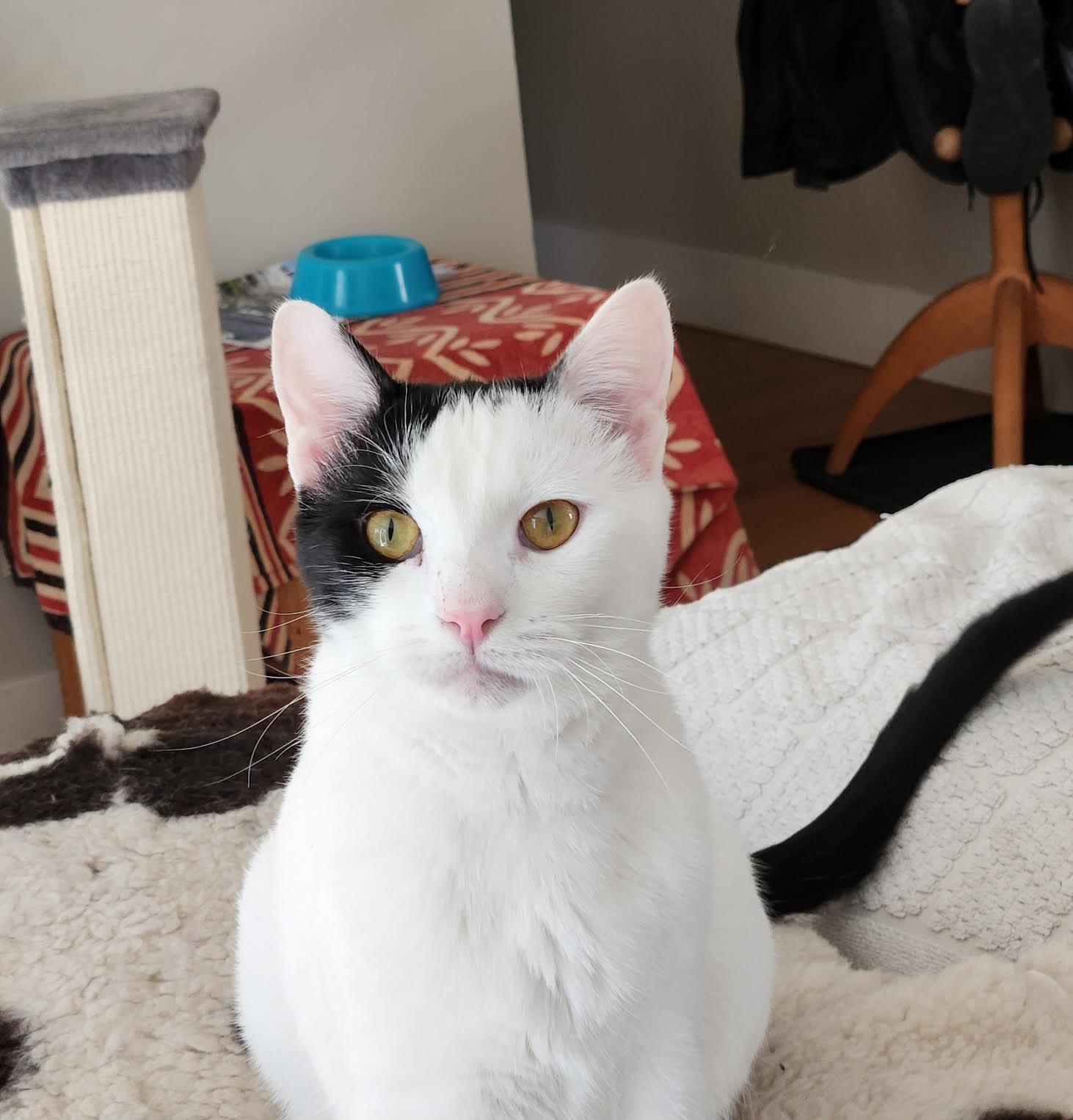 Darwin