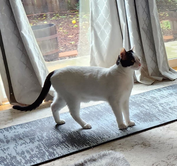 Darwin