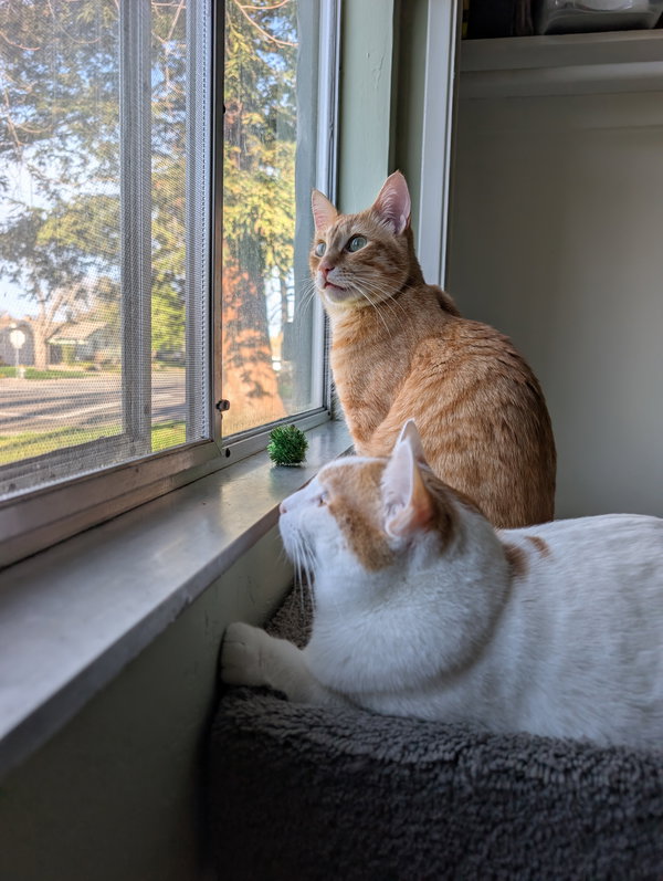 Honey + Clementine