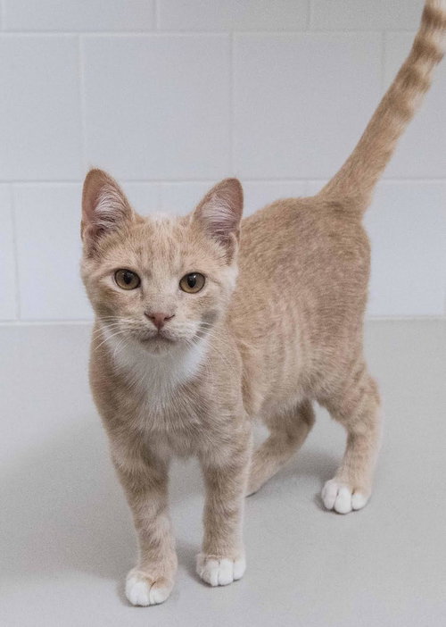 picture of the cat needing adoption