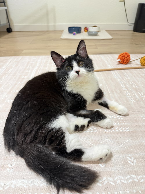 picture of the cat needing adoption