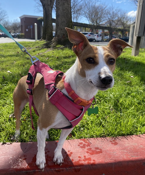 Cupcake, an adoptable Rat Terrier in Davis, CA