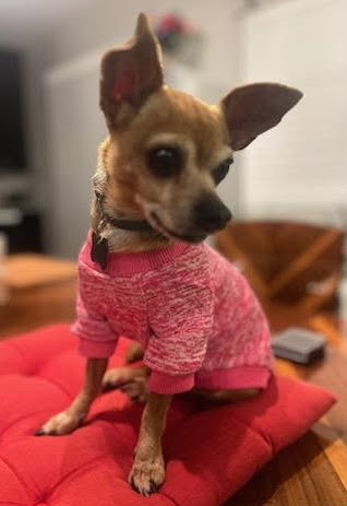 Emma, an adoptable Chihuahua in Davis, CA
