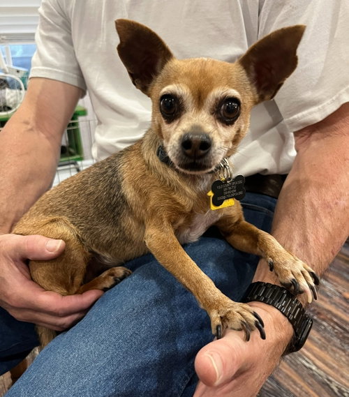 Emma, an adoptable Chihuahua in Davis, CA