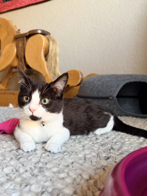 Mochi, an adoptable Domestic Short Hair in Davis, CA