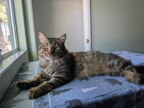 Hitchcock, an adoptable Domestic Long Hair in Davis, CA
