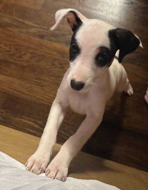 Spud, an adoptable Rat Terrier in Davis, CA