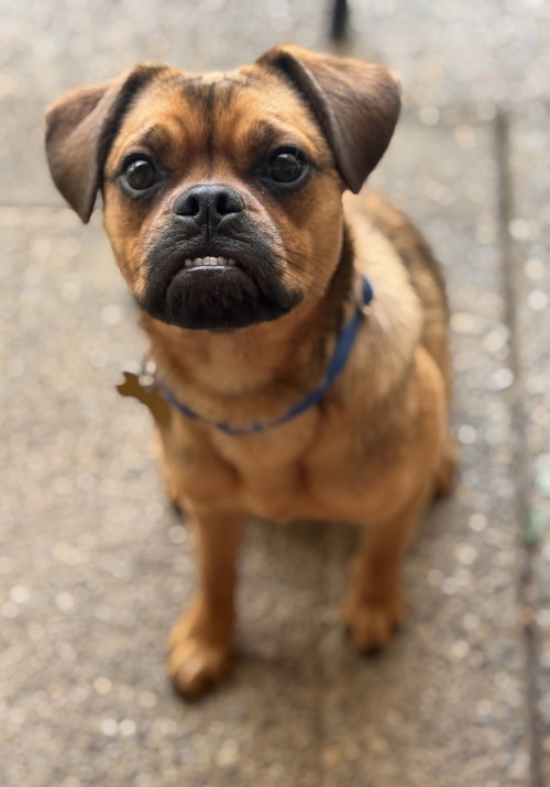 Taffy, an adoptable Pug in Davis, CA