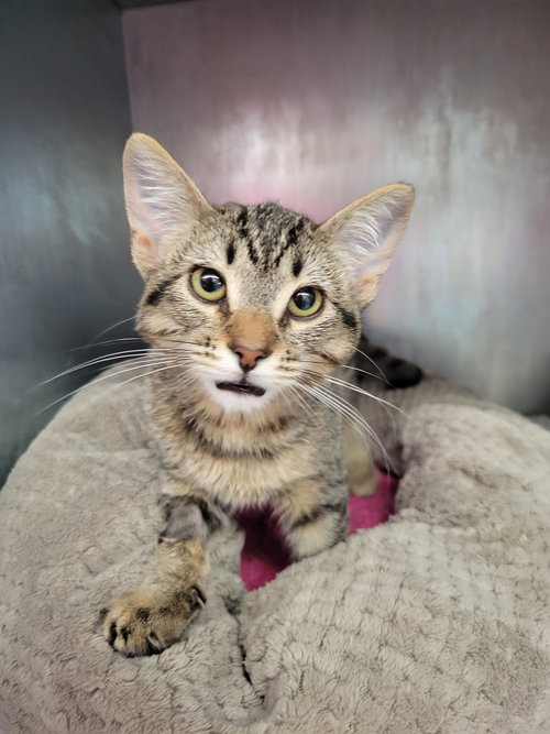 Finch, an adoptable Domestic Short Hair in Davis, CA