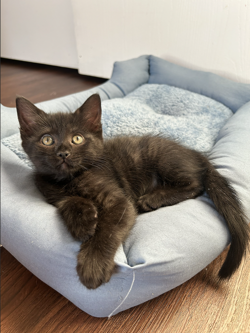 picture of the cat needing adoption