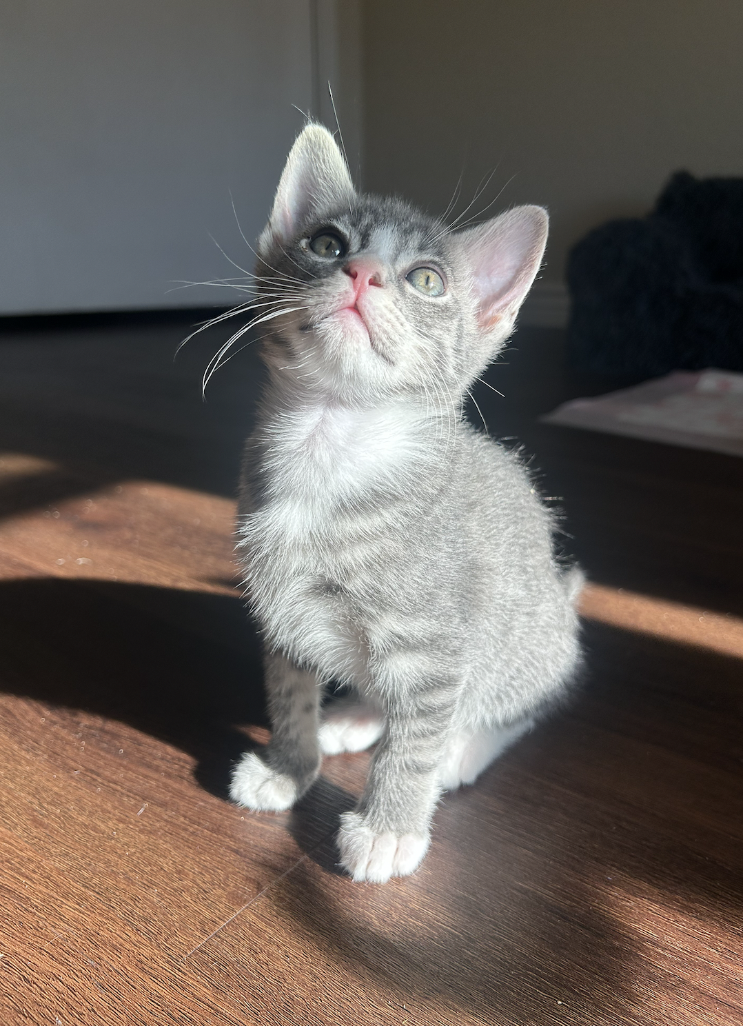 Butters