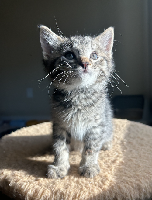 Lil Punch, Young Domestic Short Hair (short coat), cat for adoption in Citrus Heights, California