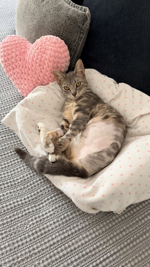 Marigold, Young Domestic Short Hair (short coat), cat for adoption in Oakley, California