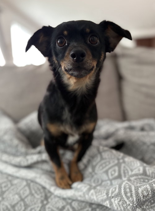 Bailey, an adoptable Chihuahua in Davis, CA