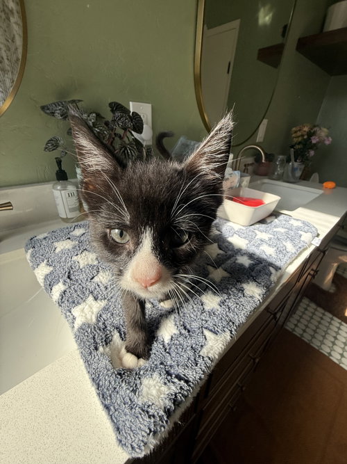 Finnegan, an adoptable Domestic Short Hair in Davis, CA